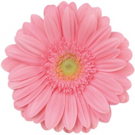 light pink flower